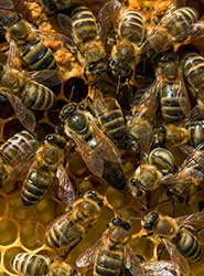 Produzione e vendita diretta online di Pappa Reale a Lecco, Monza Brianza, Milano, Como, Bergamo e Sondrio eCommerce vendita diretta online di Pappa Reale